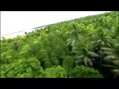 أحمد فتحي - طائرالحب (النسخة الأصلية)