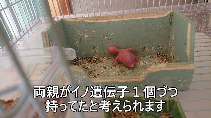 インコ グーグー鳴く Youtube