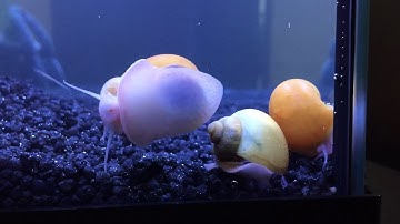 Aquarium snail fast forward