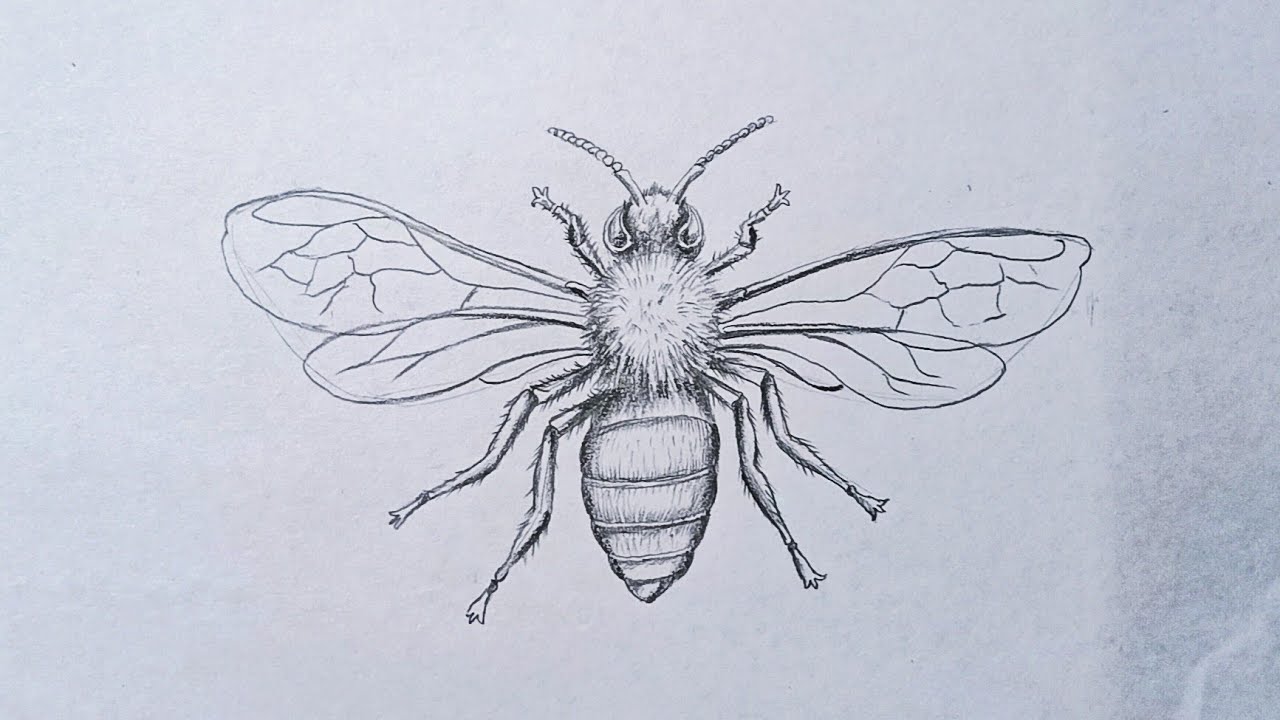 Honey Bee Pencil Drawing  How to Sketch Honey Bee using Pencils   DrawingTutorials101com