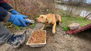 Kar yağmadan önce ormandaki köpekleri besledik | Tam Gün Besleme