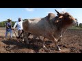 Juchitan, Oaxaca y sus sembradores con yunta de buey.