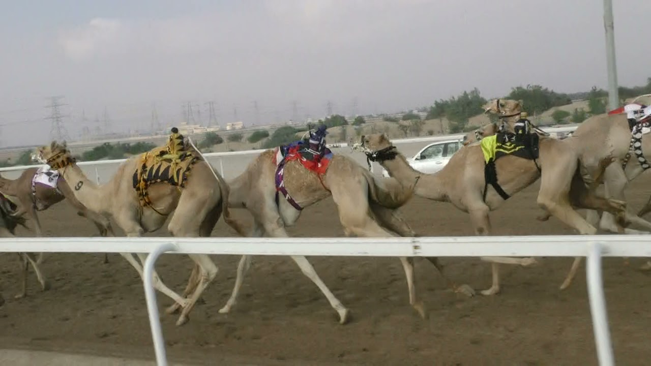 الشوط8الأسد ) ل سريو الصمغه العامري 9:28