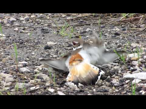 Kildeer doing his "broken wing" act
