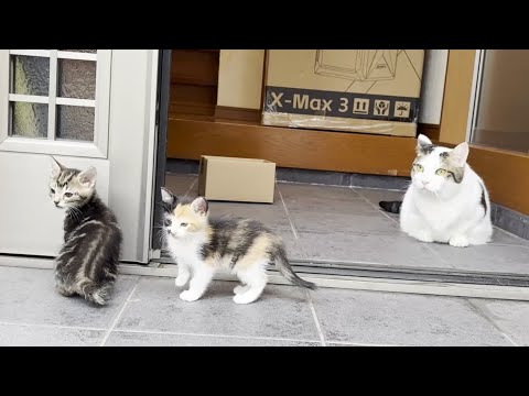 ネコワナンビキオッテモコマランと思う。ページ Kitten making memories with a walking pro - YouTube