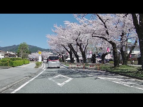 IIDA CITY Driving Tour -a street lined with sakura trees- | 飯田の桜並木【ドライブ動画】