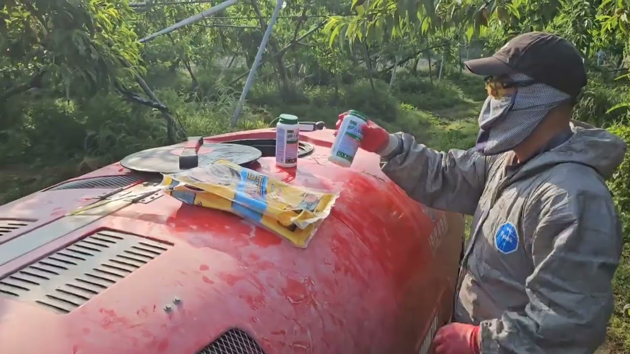 복숭아 봉지씌우는 전~아연보르도액 살포/보호막 코팅으로 천공병 예방 2024년5월20일 방제