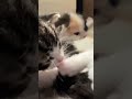 Kitten Piranha bites his sister