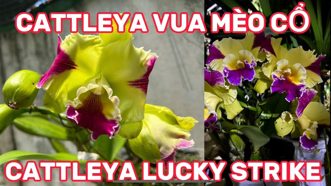 Lan cattleya vua mèo, lan kiều dẹt-0834608769- LAN RỪNG LÂM ĐỒNG - YouTube