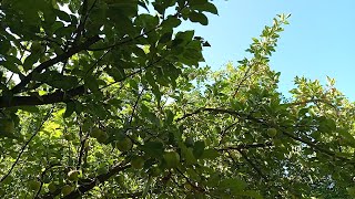 10 Minute Day to Night Nature Sounds: Relaxing Birds & Crickets ASMR 🌾🌙