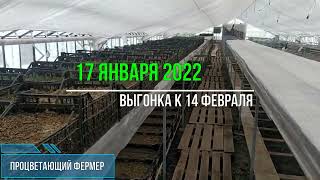 Вот так выглядит наш тюльпан🌷 17 января 2022