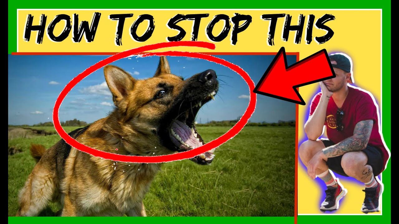 reactive german shepherd