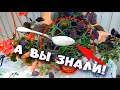 Вкуснятина для шикарного цветения Плектрантуса достаточно 1 чайной ложки!