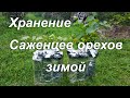 Как хранить саженцы орехов зимой?