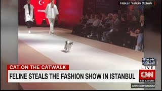 Cat Steals Fashion Runway