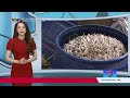 Giá đỗ và hiểm họa chất cấm | VTV24