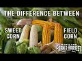 The Difference Between SWEET Corn & FIELD Corn | Maryland Farm & Harvest