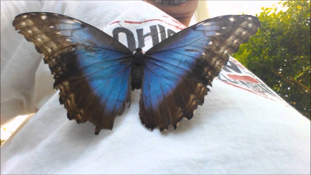 Key West Butterfly House YouTube