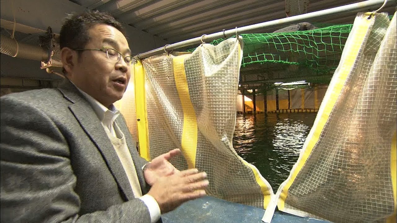 【特集】丘の上のマグロ養殖　挑み続けた研究者の9年