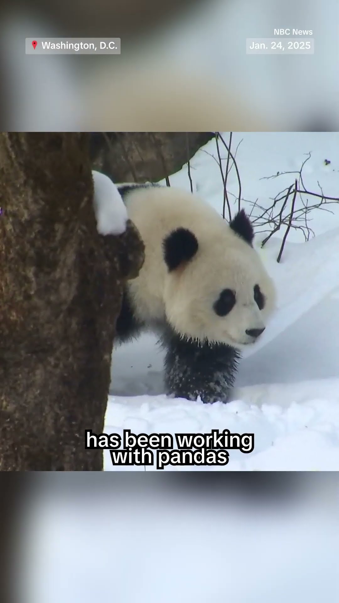 Giant pandas make their public debut at National Zoo