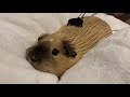 Guinea Pig Getting Cozy Enjoying the Back Scratcher