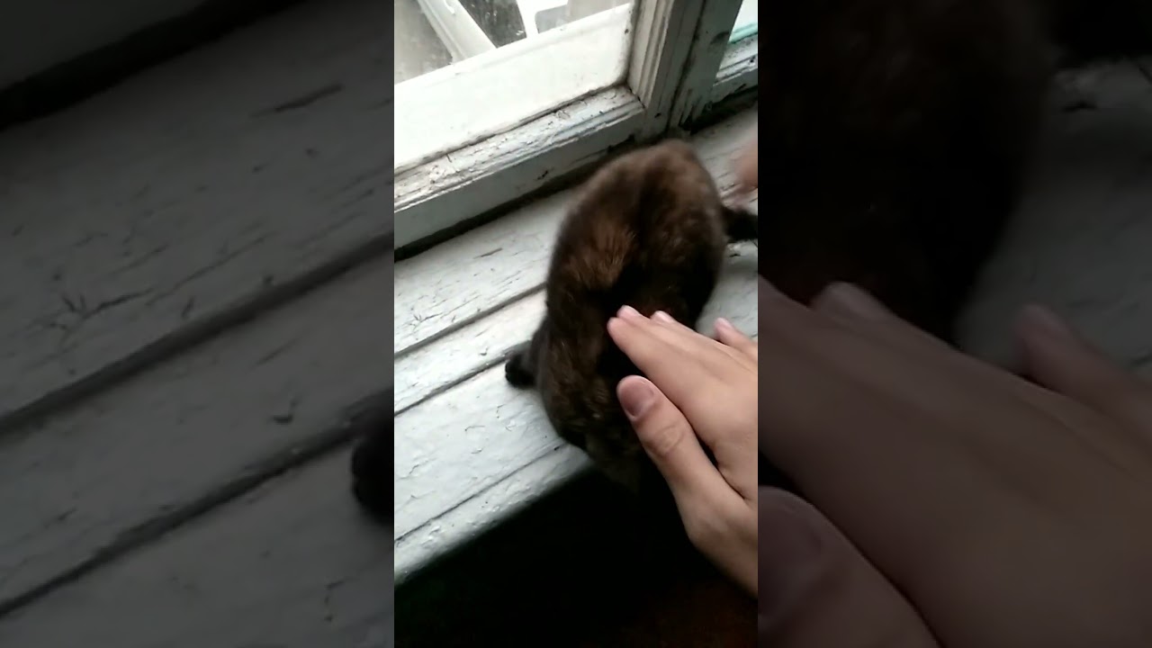 Бедную кошку мучают. - YouTube