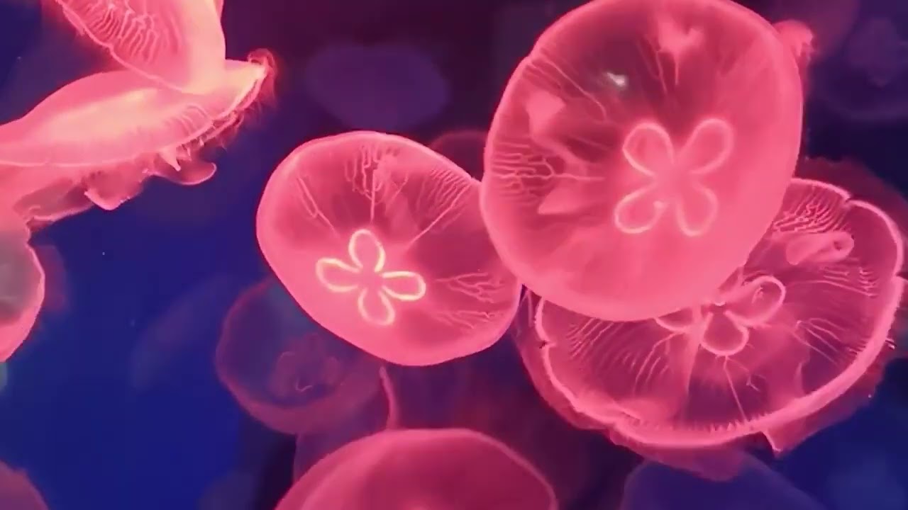 Loop 6 Relaxation animation for StretchFit.