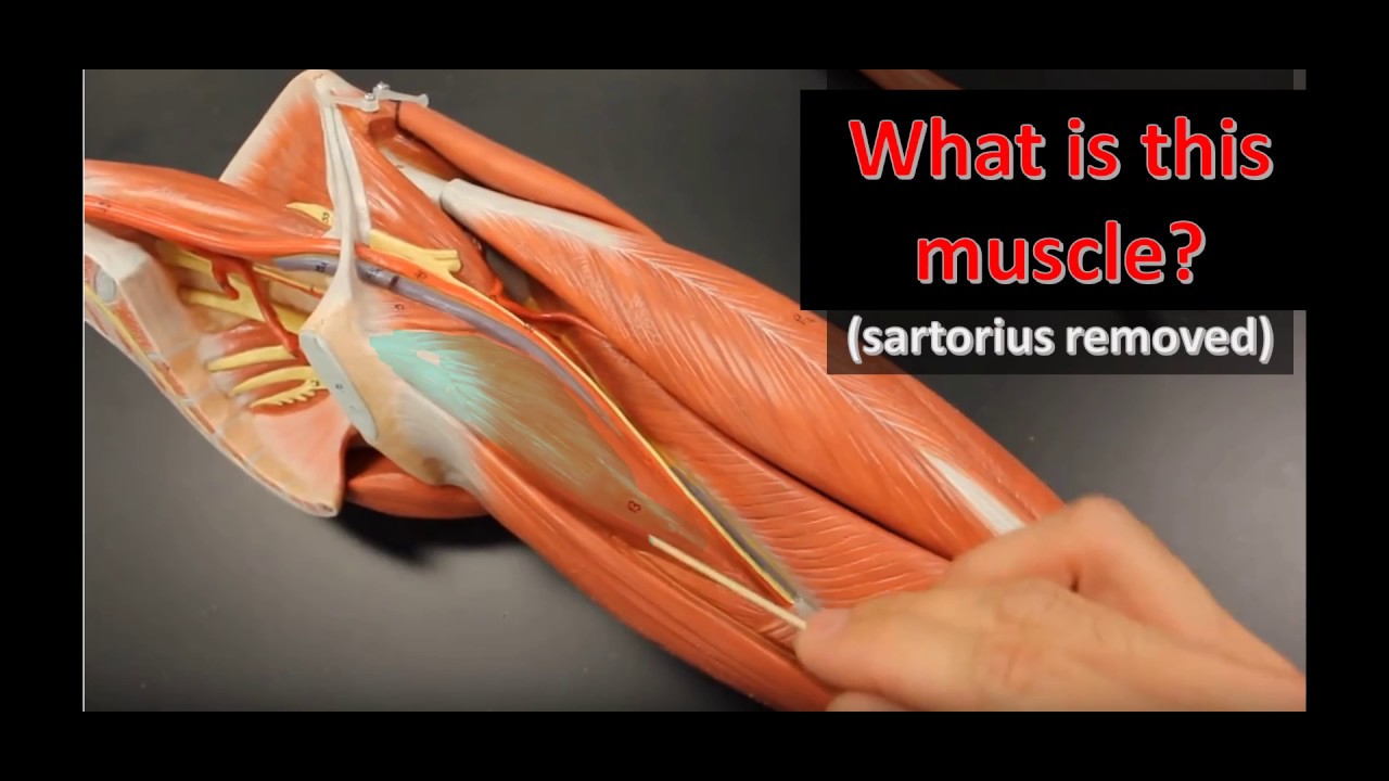 Using Models to Learn Human Lower Leg Musculature