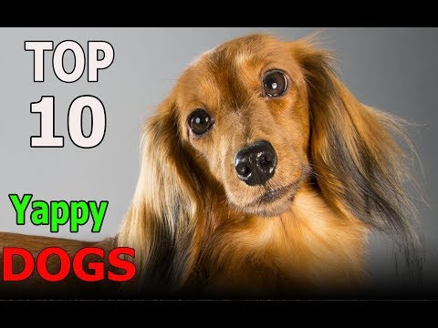 Top Dog Breeds For Anxiety Service Animals Top Dog Breeds For Anxiety Service Animals