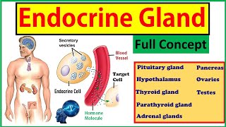 Endocrine Gland || अंतःस्रावी ग्रंथियाँ ||  Endocrine system - Pituitary Gland, Thyroid Gland etc