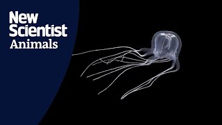 New box jellyfish species discovered in Hong Kong