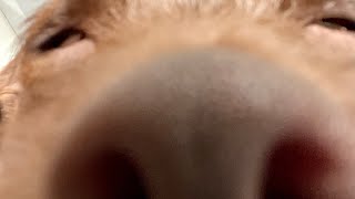 I am going to k!ll your family - Ft. My psycho dog.