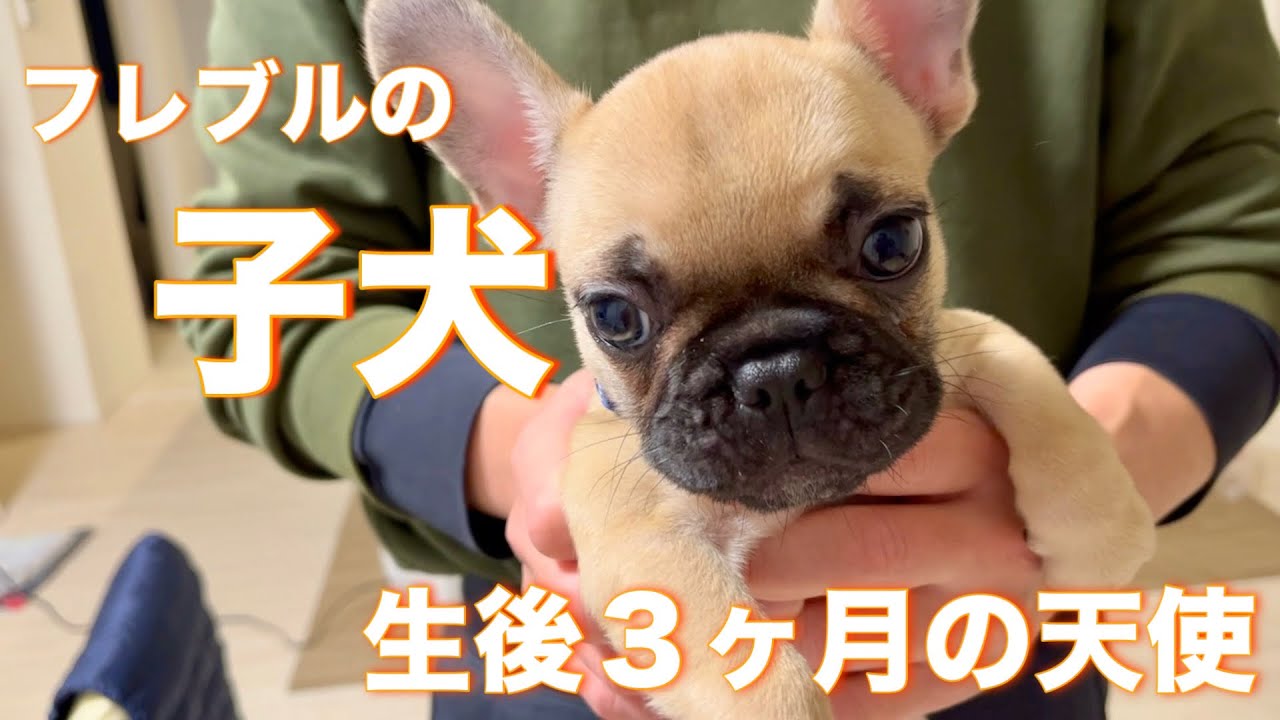 FBO112601 フレンチブルドッグ フォーン 男の子 - YouTube