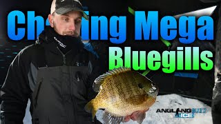 Chasing Mega Bluegills
John and Ashley Holmgren of Devoted Outdoors offer up a few strategies on chasing mega bluegills during the winter months!
Facebook ➡️ https://www.facebook.com/AnglingBuzz
Instagram ➡️ https://www.instagram.com/anglingbuzz/
All things AnglingBuzz Ice ➡️ https://anglingbuzz.com/ice-fishing/
Merch ➡️ https://anglingedgestore.com/collections/anglingbuzz Chasing Mega Bluegills