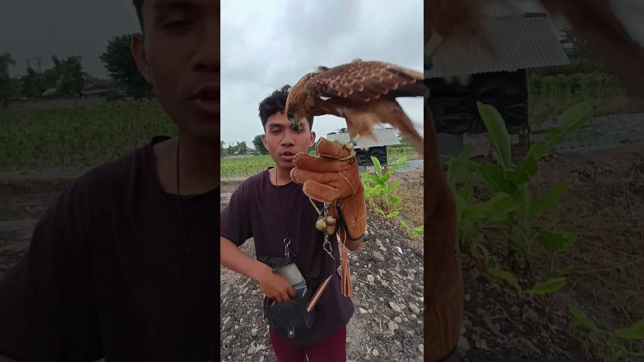 TERBANG'KAN BURUNG ELANG 