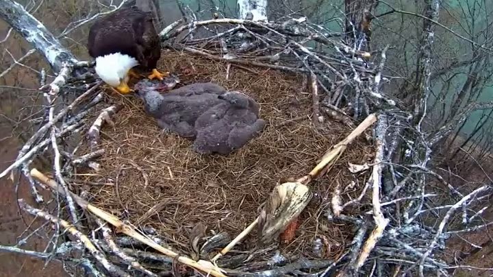 Ep#125 #baldeagle | Review mother bird brings food to feed her chicks | bird nest with nature life