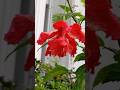 Rose flower with rain #flowers #shorts