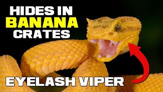 The VIPER with LASHES - Eyelash Viper - Animal a Day by Animal a Day 1,513 views 4 months ago 2 minutes, 43 seconds