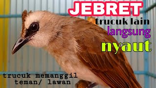 Coba 1 menit saja - trucukan mbisu jarang bunyi bakalan langsung bunyi sahut sahutan