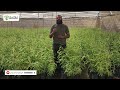 مميزات وعيوب الكافور الليموني كمصد رياح