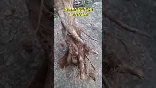 Bonsai Lantana / Kenikir Berkarakter Hasil Ngebolang Di Alam Liar #tanaman #bonsai #lantana #kenikir