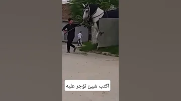 من أكبر الخيول في العالم خيل خيل عربي اصيل 