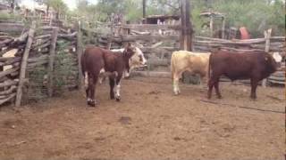 Becerros raza Beefmaster - Rancho El Alamillo. Sonora Mexico.