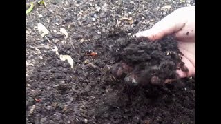 Garden Soil Basics