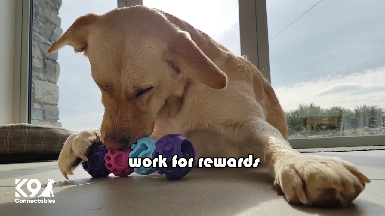 k9 connectables amazon