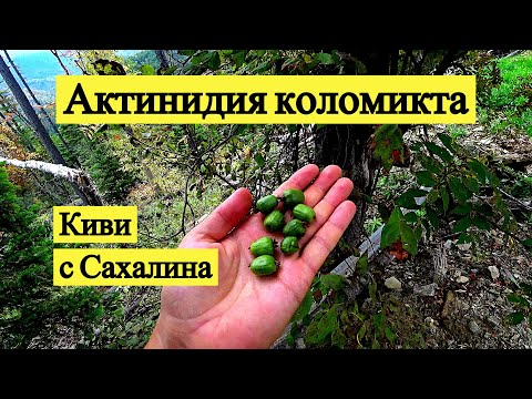 Актинидия коломикта. Киви с Сахалина