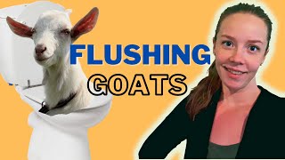 Flushing Goats For Improved Fertility | Goat Husbandry Series