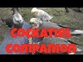 Cockatiel companion 60 minutes of entertainment for your pet cockatiel