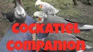 Cockatiel Companion (60 minutes of Entertainment for your Pet Cockatiel)