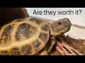 Do Russian Tortoises Make Good Pets?